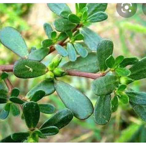 HẠT GIỐNG RAU SAM, RAU SAM, SAM ĐẤT - GÓI 2 GRAM