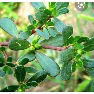 HẠT RAU SAM, RAU SAM - GÓI 2 GRAM