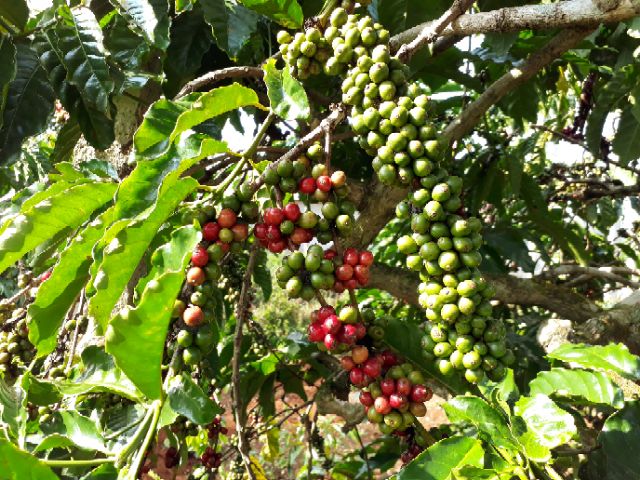 Cà phê hạt Robusta
