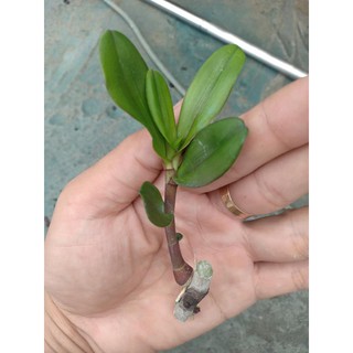 Hoa lan giả hạc Bệt Pháo Bay