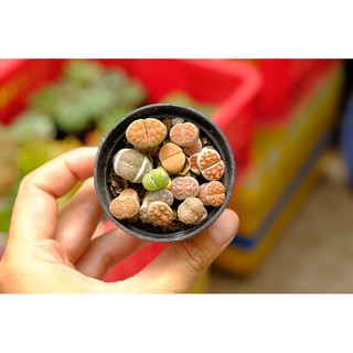 SEN MÔNG- LITHOP- THẠCH LAN SIÊU CUTE
