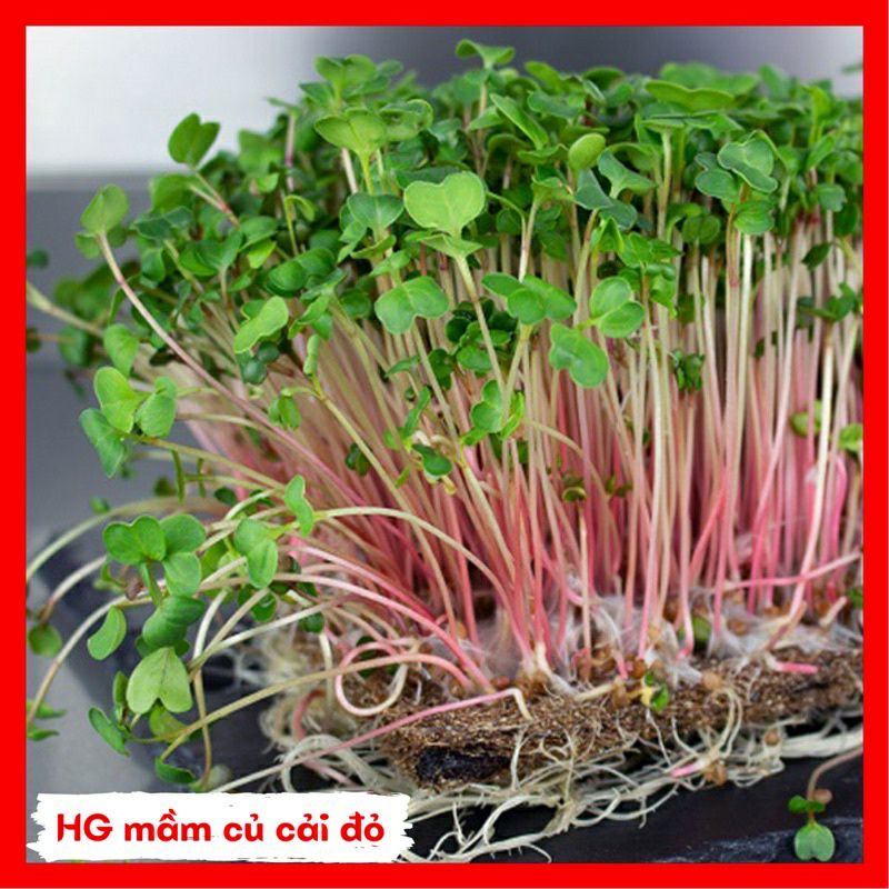 hạt giống rau mầm củ cải đỏ.