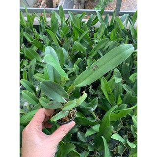 Combo 5 Cây Lan Cattleya Giống - Nhập Thái Lan