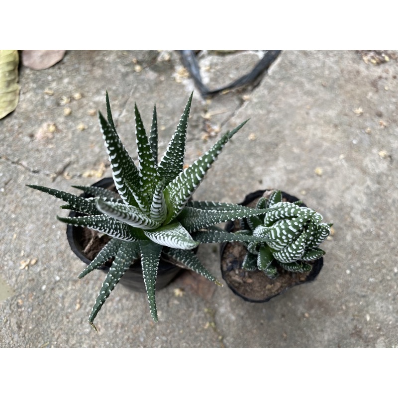 Cây sen đá móng rồng (sao biển xòe, sao biển cụp) size to 7cm