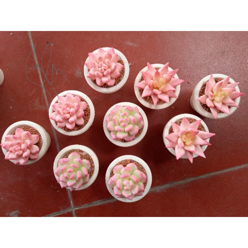 Sen đá đất sét loại 5cm hoặc 7cm