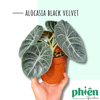 Cây Môn Nhung Đen, cây môn nhung lá đen, Alocasia black velvet
