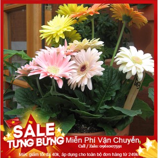 Hạt Giống Hoa Đồng Tiền Mix - 10 Hạt