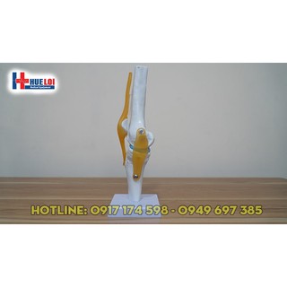 Mô hình khớp gối