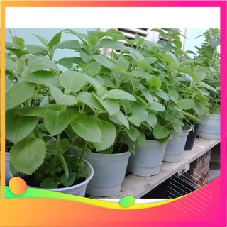 Hạt giống húng chanh - 100 hạt vietgar