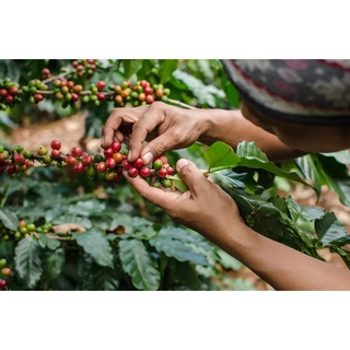 1KG CAFE RANG MỘC ARABICA ( hạt nguyên)