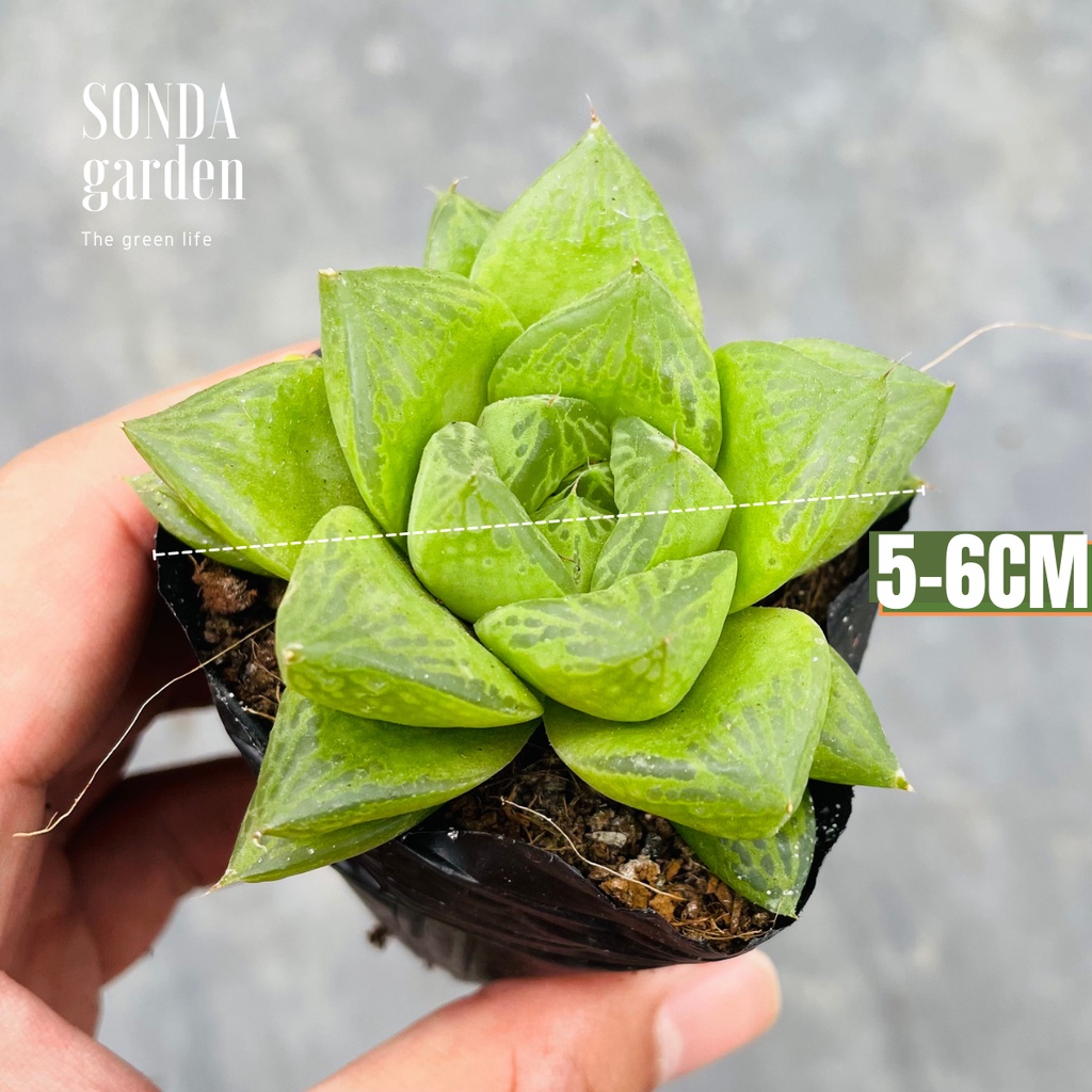 Sen đá ngọc lá lớn SONDA GARDEN size bé 5-8cm, xuất xứ Đà Lạt, khoẻ đẹp, lỗi 1 đổi 1