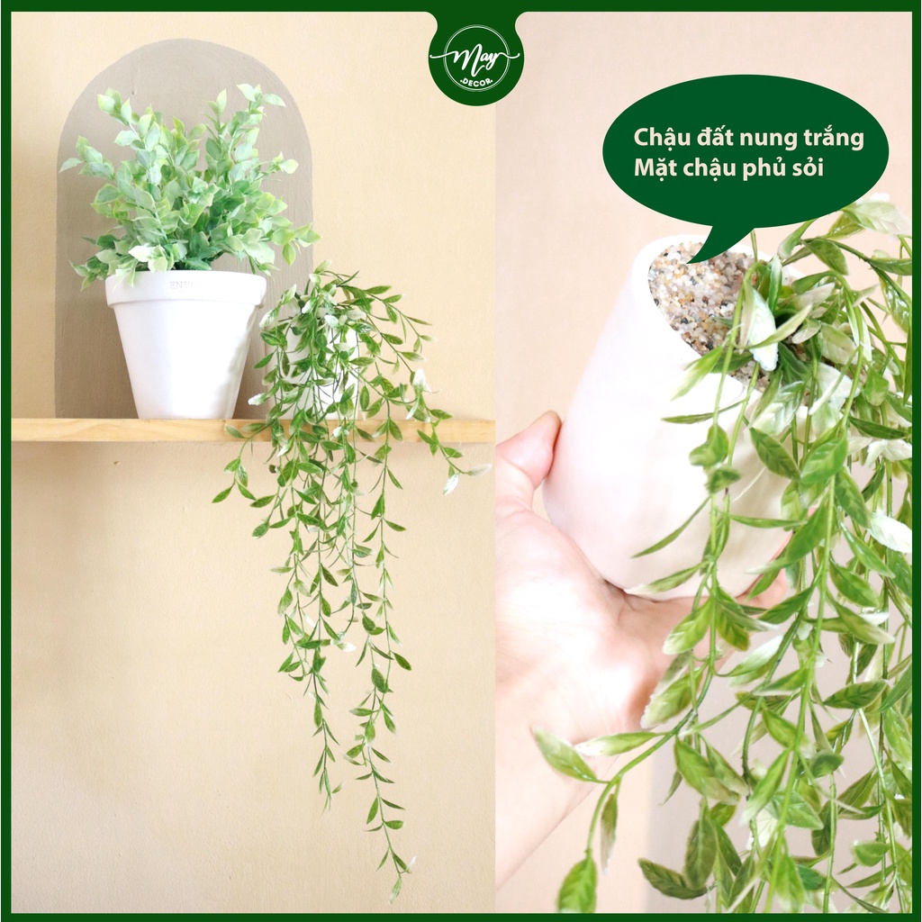 Cây giả,Chậu Rũ Cúc Tần trang trí dài ̀50cm