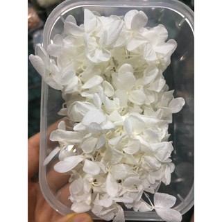 Hoa khô đủ màu chụp ảnh