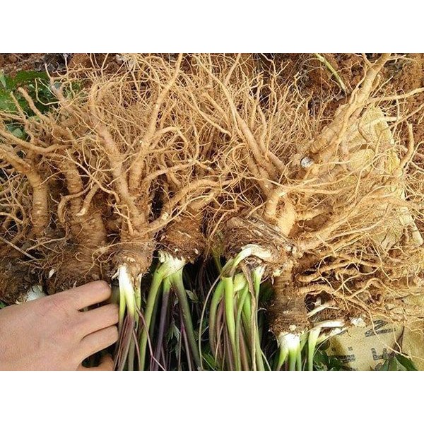Sâm đương quy tươi nguyên củ - Loại 2 củ 1kg | BigBuy360 - bigbuy360.vn