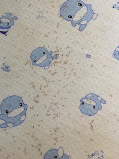 Diệt kiến gián