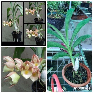 giò hoa lan catasetum