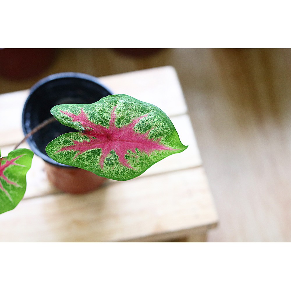 Chậu cây Caladium Biocolor - Môn 2 màu (Môn Biocolor)