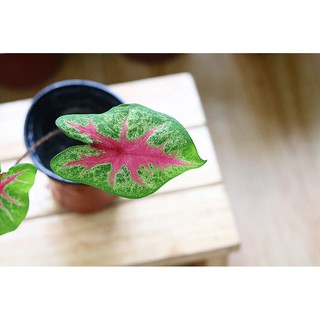 Chậu cây Caladium Biocolor - Môn 2 màu (Môn Biocolor)