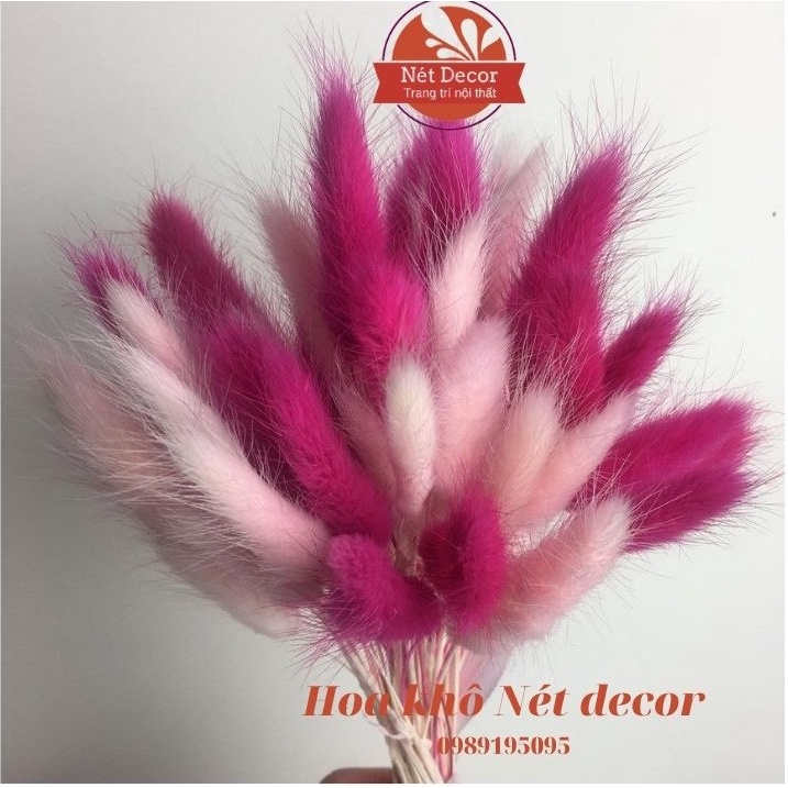 Bó Hoa khô Đuôi Thỏ siêu đáng yêu - Bông Bunny Tails - cỏ khô trang trí - Hoa khô decor