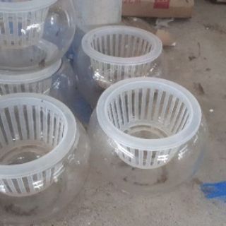 Chậu trồng cây thủy sinh