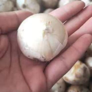 Củ hoa Puppe Hà Lan