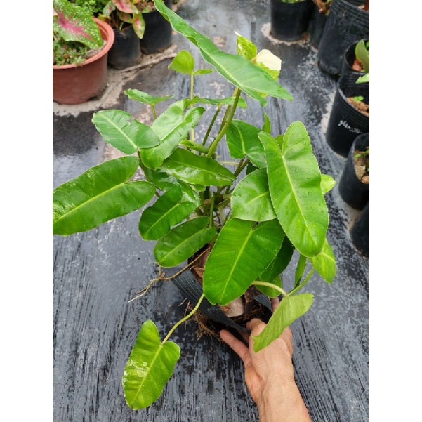 Trầu tỉ phú -burle marx