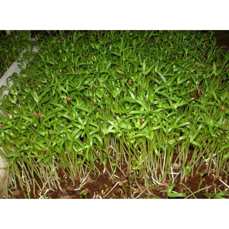 Gói 50g Hạt Giống Rau Mầm Muống