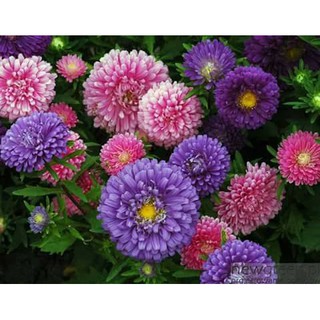 100 hạt giống hoa cúc magic ( cúc đại đoá)