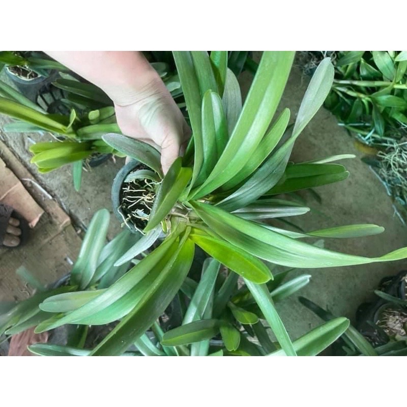 HOA LAN KIẾM CHẬU TO GỬI CÂY NHƯ ẢNH 2