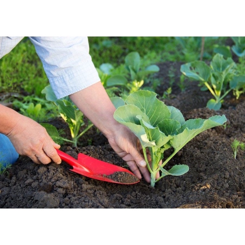 PHÂN GÀ HỮU CƠ NHẬT BẢN TÚI 1KG chuyên bón cho RAU CỦ QUẢ và CÂY ĂN TRÁI