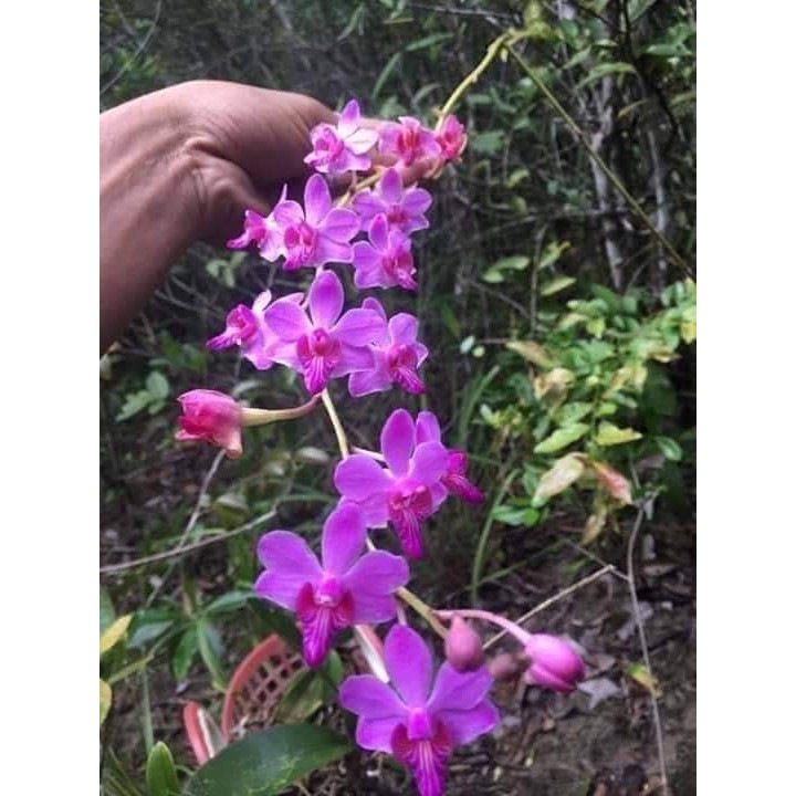 Lan Rừng - Tiểu Hồ Điệp Mini - Cây to sắp hoa - Trang Flower