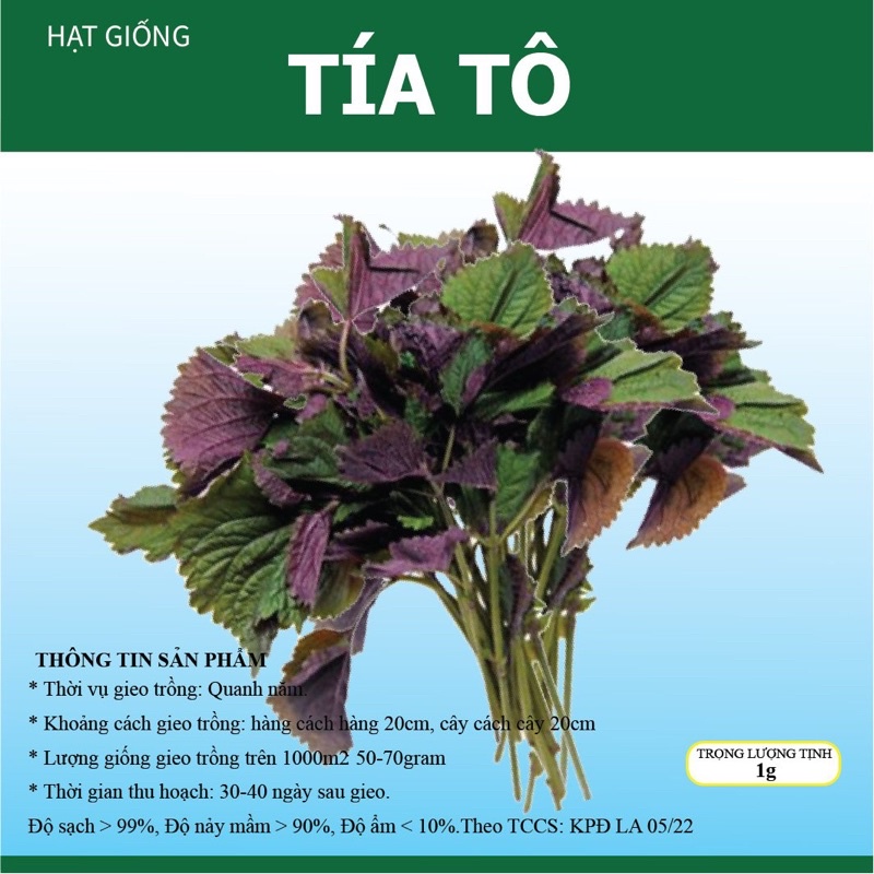 hạt giống Tía Tô