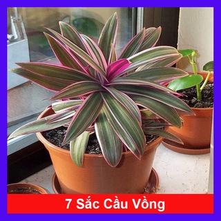 Cây Bảy Sắc Cầu Vồng - cây cảnh để bàn