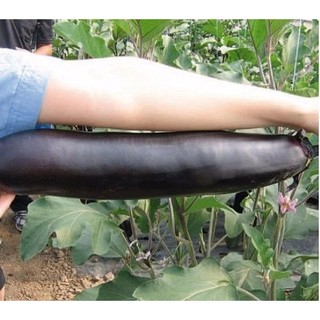 HẠT GIỐNG CÀ TÍM KHỔNG LỒ