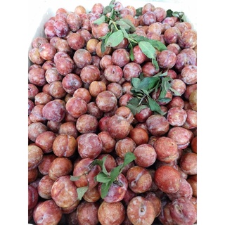 MẬN HẬU (VƯỜN SƠN LA)