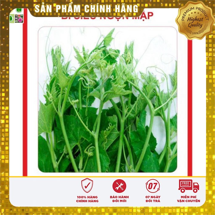 Hạt giống Bí Siêu Ngọn 20gram [Bán Sỉ]