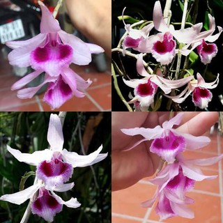 Phi điệp tím Nhân kie