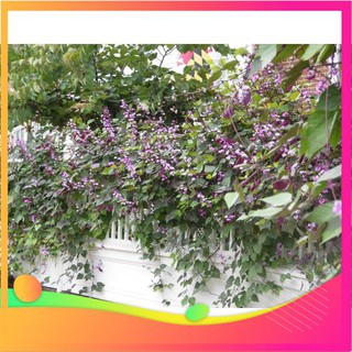 Hạt Giống Đậu Ván Tím - 10 Hạt VIETGAR