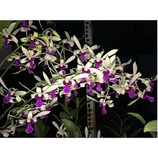 Cây Lan Dendro Nắng Thơm Bà Liễu - hàng cây giống-UtNho