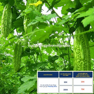 10H - HẠT GIỐNG KHỔ QUA