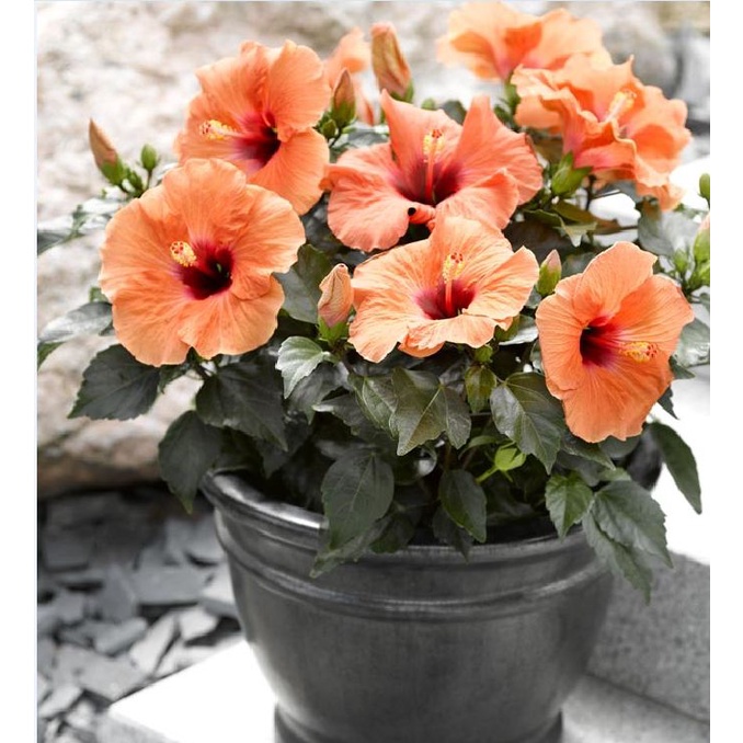 Hạt Giống Hoa Dâm Bụt Lùn Mix Màu - Gói 10 Hạt KNS2223