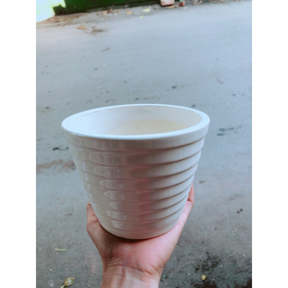 Đô La Hồng Kèm Chậu Sứ