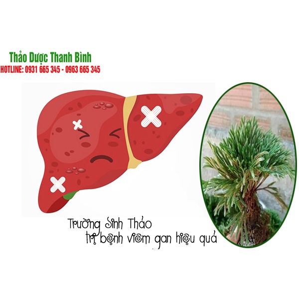 Trường Sinh Thảo 500g  Hàng Chọn Lọc