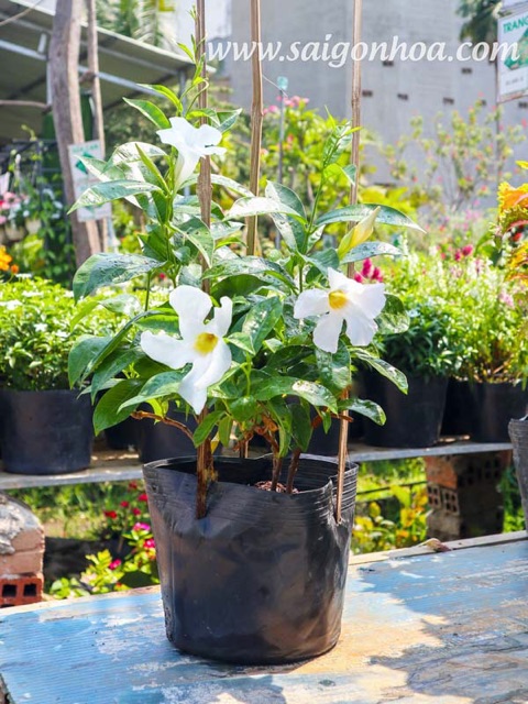 Cây leo tuyết anh