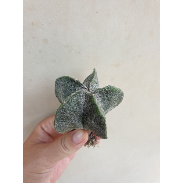 Xương rồng Astro bạc (da cám) size 5cm