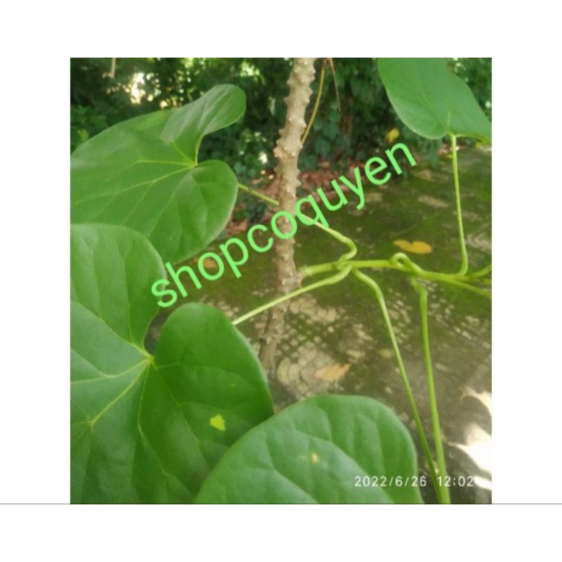 Dây thần thông tươi 75k/1 ký