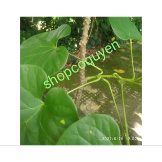 Dây thần thông tươi 75k/1 ký