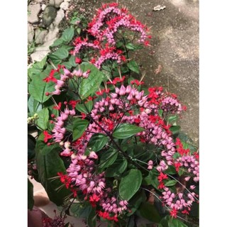 Ngọc Nữ hoa đỏ(cây cao khoảng 20-40cm,tùy cây)