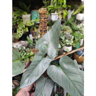 Kiếm Bạc, trầu bà, philodendron hastatum. ( cây giống )