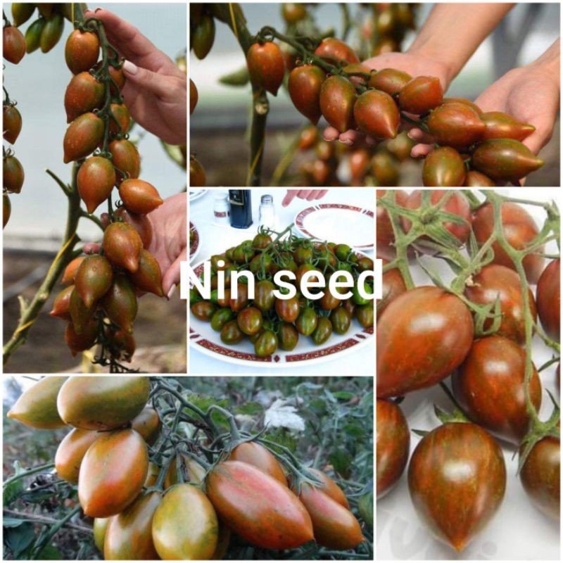 Hạt giống cà chua tinger socola